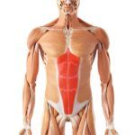anatomie grands droit de l'abdomen 