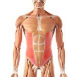 anatomie muscle obliques abdominaux